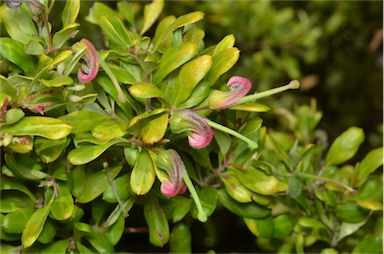 APII jpeg image of Grevillea masonii  © contact APII