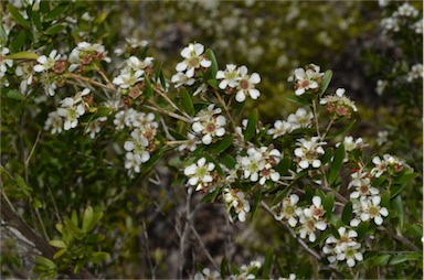 APII jpeg image of Leptospermum benwellii  © contact APII