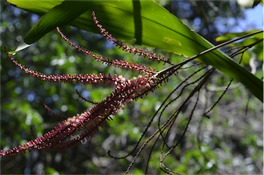 APII jpeg image of Cordyline cannifolia  © contact APII