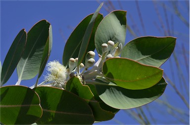 APII jpeg image of Eucalyptus pleurocarpa  © contact APII