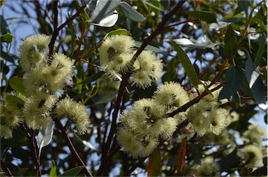 APII jpeg image of Eucalyptus angulosa  © contact APII