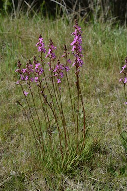 APII jpeg image of Stylidium graminifolium  © contact APII