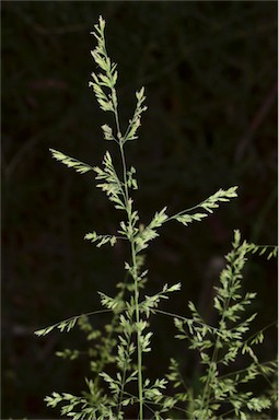 APII jpeg image of Poa labillardierei var. labillardierei  © contact APII