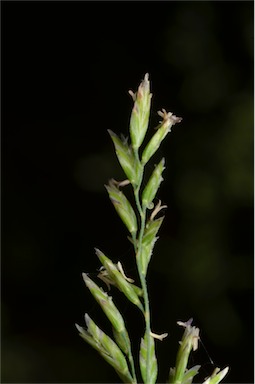 APII jpeg image of Poa labillardierei var. labillardierei  © contact APII