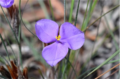 APII jpeg image of Patersonia sericea var. sericea  © contact APII