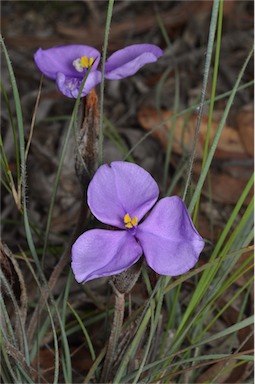 APII jpeg image of Patersonia sericea var. sericea  © contact APII