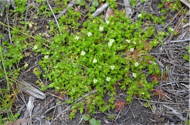 APII jpeg image of Mitrasacme serpyllifolia  © contact APII