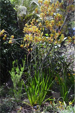 APII jpeg image of Anigozanthos 'Bush Pioneer'  © contact APII