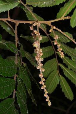 APII jpeg image of Cupaniopsis flagelliformis var. australis  © contact APII