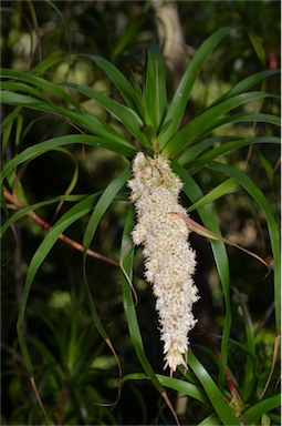 APII jpeg image of Dracophyllum sayeri  © contact APII