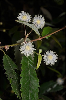 APII jpeg image of Callicoma serratifolia  © contact APII