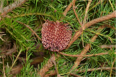 APII jpeg image of Banksia nutans var. nutans  © contact APII