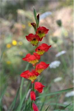 APII jpeg image of Gladiolus dalenii  © contact APII