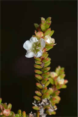 APII jpeg image of Baeckea diosmifolia  © contact APII