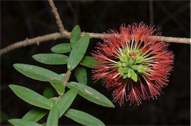 APII jpeg image of Melaleuca hypericifolia  © contact APII