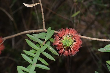 APII jpeg image of Melaleuca hypericifolia  © contact APII