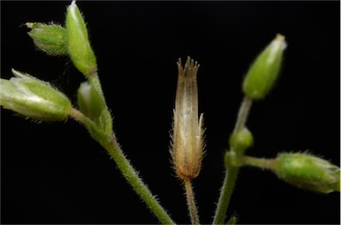 APII jpeg image of Cerastium vulgare  © contact APII