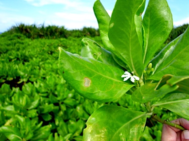 APII jpeg image of Scaevola taccada  © contact APII