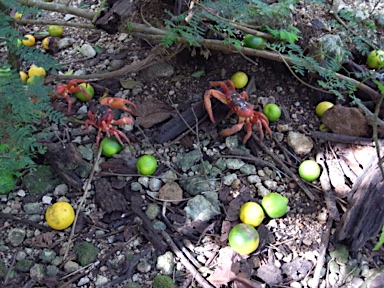 APII jpeg image of Citrus microcarpa  © contact APII