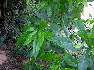 APII jpeg image of Pisonia umbellifera  © contact APII