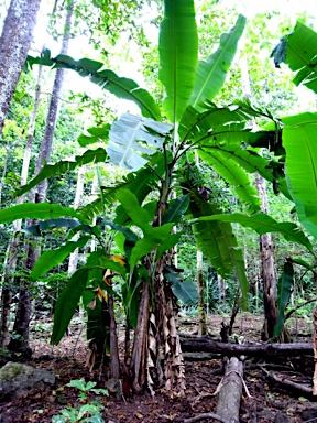 APII jpeg image of Musa acuminata  © contact APII