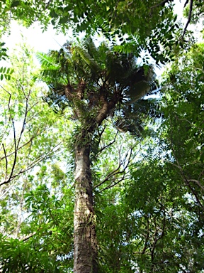 APII jpeg image of Cycas rumphii  © contact APII