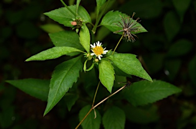 APII jpeg image of Bidens pilosa var. minor  © contact APII