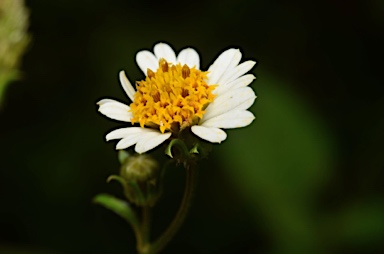 APII jpeg image of Bidens pilosa var. minor  © contact APII