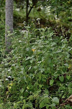 APII jpeg image of Ageratum conyzoides  © contact APII