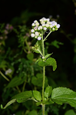 APII jpeg image of Ageratum conyzoides  © contact APII