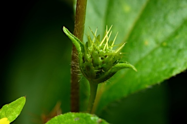 APII jpeg image of Synedrella nodiflora  © contact APII