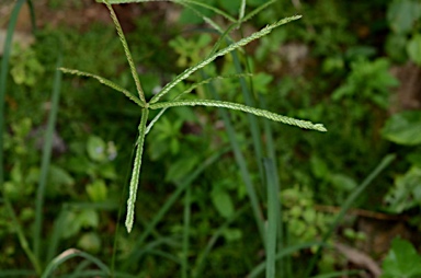 APII jpeg image of Eleusine indica  © contact APII