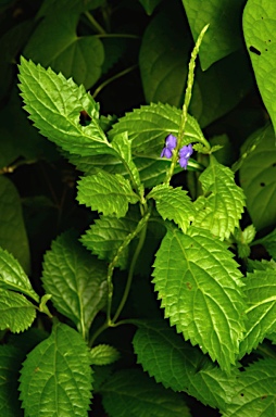 APII jpeg image of Stachytarpheta jamaicensis  © contact APII