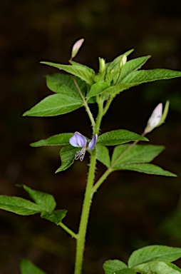 APII jpeg image of Cleome rutidosperma  © contact APII