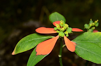 APII jpeg image of Euphorbia cyathophora  © contact APII