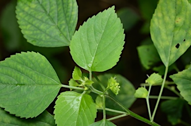 APII jpeg image of Acalypha indica  © contact APII