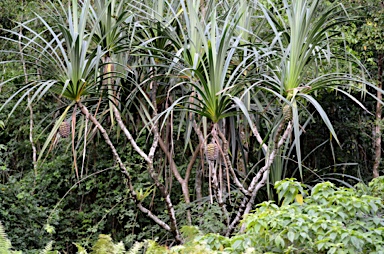 APII jpeg image of Pandanus christmatensis  © contact APII