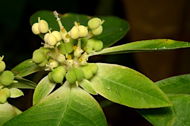 APII jpeg image of Euphorbia heterophylla  © contact APII