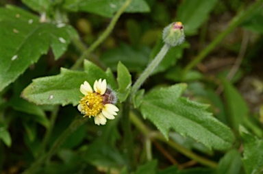 APII jpeg image of Tridax procumbens  © contact APII