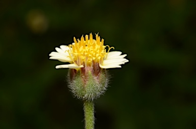 APII jpeg image of Tridax procumbens  © contact APII