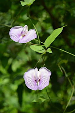 APII jpeg image of Clitoria ternatea  © contact APII