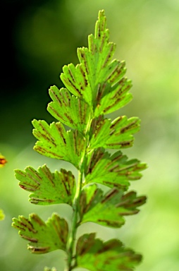 APII jpeg image of Asplenium listeri  © contact APII