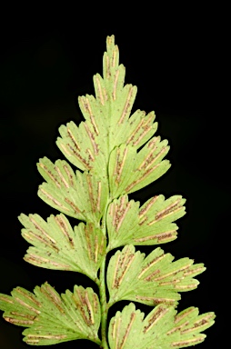 APII jpeg image of Asplenium listeri  © contact APII