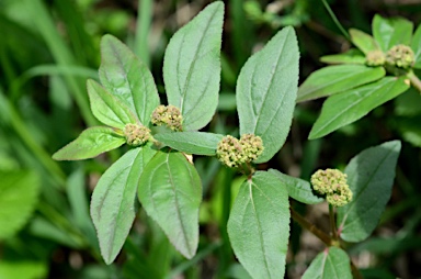 APII jpeg image of Euphorbia hirta  © contact APII