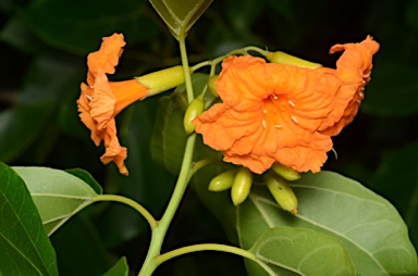 APII jpeg image of Cordia subcordata  © contact APII