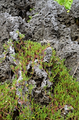 APII jpeg image of Sesuvium portulacastrum  © contact APII