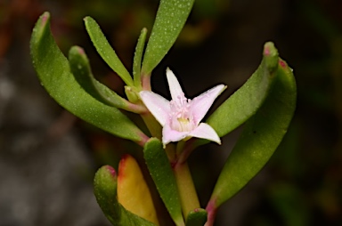 APII jpeg image of Sesuvium portulacastrum  © contact APII