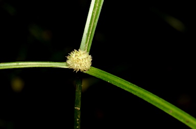 APII jpeg image of Cyperus kyllingia  © contact APII