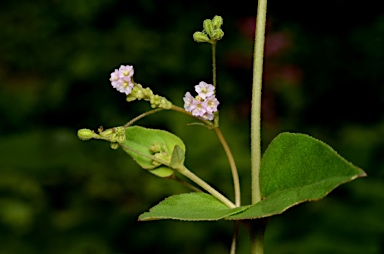 APII jpeg image of Boerhavia glabrata  © contact APII