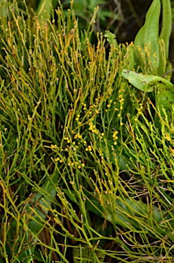 APII jpeg image of Psilotum nudum  © contact APII